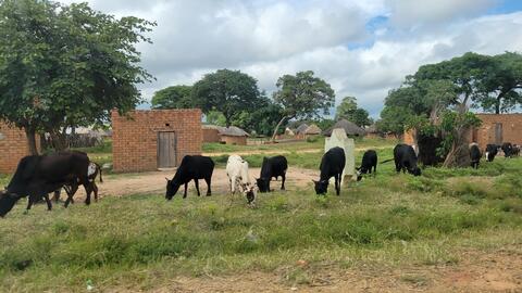 Cattle grazing on grass