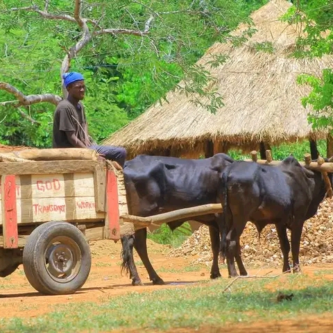 A young woman and a man on the wagon
